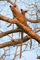 Fosa (Cryptoprocta ferox) mating in tree, Kirindy Forest, Madagascar.