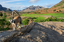 Ring-tailed lemur (Lemur catta) in habitat, Anjaha Community Conservation Site, near Ambalavao, Madagascar.