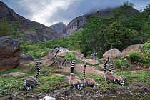 Ring-tailed lemur (Lemur catta) group drinking near forest, Anjaha Community Conservation Site, near Ambalavao, Madagascar.