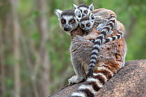 Ring-tailed lemur (Lemur catta) female carrying two babies. Anjaha Community Conservation Site, near Ambalavao, Madagasca