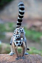 Ring-tailed lemur (Lemur catta) female carrying two babies. Anjaha Community Conservation Site, near Ambalavao, Madagascar.