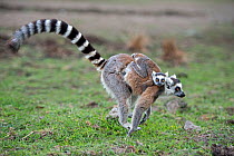 Ring-tailed lemur (Lemur catta) mother running and carrying baby, Anjaha Community Conservation Site, near Ambalavao, Madagascar.