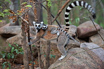 Ring-tailed lemur (Lemur catta) mother carrying baby, Anjaha Community Conservation Site, near Ambalavao, Madagascar.