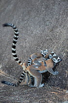 Ring-tailed lemur (Lemur catta) mother carrying baby, at mineral lick, Anjaha Community Conservation Site, near Ambalavao, Madagascar.