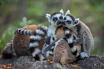 Ring-tailed lemurs (Lemur catta) grooming each other, Anjaha Community Conservation Site, near Ambalavao, Madagascar.grooming