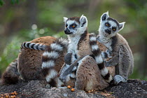 Ring-tailed lemurs (Lemur catta) grooming each other. Anjaha Community Conservation Site, near Ambalavao, Madagascar.