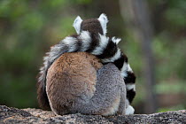Ring-tailed lemur (Lemur catta) resting with tail wrapped around body, Anjaha Community Conservation Site, near Ambalavao, Madagascar.