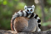 Ring-tailed lemur (Lemur catta) resting with tail wrapped around body, Anjaha Community Conservation Site, near Ambalavao, Madagascar.