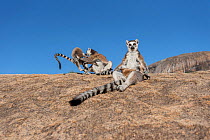 Ring-tailed lemur (Lemur catta), mother suckling baby on sunny rocks, with two fighting behind, Anjaha Community Conservation Site, near Ambalavao, Madagascar.