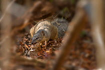 Narrow-striped mongoose (Mungotictis decemlineata) feeding on Giant African land snail. Kirindy Forest, Madagascar.