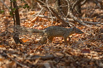 Narrow-striped mongoose(Mungotictis decemlineata) on ground, Kirindy Forest, Madagascar.