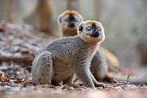Red-fronted lemur (Eulemur rufifrons) males on forest floor,, Kirindy Forest, Madagascar.