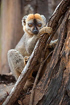 Red-fronted lemur (Eulemur rufifrons) male, Kirindy Forest, Madagascar.
