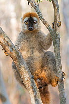 Red-fronted lemur (Eulemur rufifrons) male in tree,  Kirindy Forest, Madagascar.