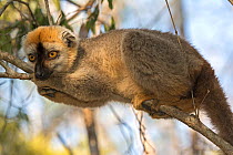 Red-fronted lemur (Eulemur rufifrons) male in tree, Kirindy Forest, Madagascar.