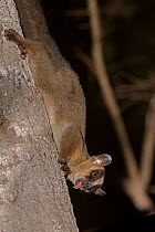 Pale fork-marked lemur (Phaner pallescens) on tree trunk at night, Kirindy Forest, Madagascar.