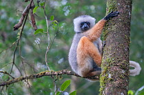 Diademed Sifaka (Propithecus diadema) climbing tree, Andasibe-Mantadia National Park, Madagascar.