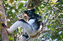 Indri (Indri indri) resting in tree, Andasibe-Mantadia National Park, Madagascar.
