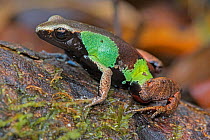 Frog(Mantella pulchra), Vohimana Reserve, Madagascar.