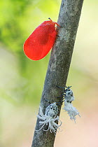 Flatid leaf bug (Phromnia rosea) adult and camouflaged nymphs, Anjaha Community Conservation Site, near Ambalavao, Madagascar.