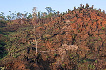 Slash and burn agriculture at the edge of Vohimana Reserve, Madagascar.