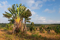 Traveller's Tree (Ravenala Madagascar.iensis), Manombo Special Reserve, Madagascar.