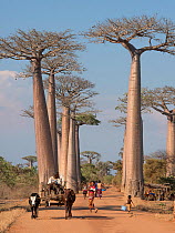Local people with Zebu carts, Allee des Baobabs / Avenue of the Baobabs (Adansonia grandidieri), Morondave, Madagascar. November 2014.