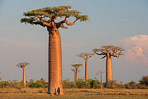 Bobab trees (Adansonia grandidieri)  near Allee des Baobabs / Avenue of the Baobabs, Morondave, Madagascar.