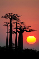 Boababs (Adansonia grandidieri) silhouetted at sunrise. Allee des Baobabs / Avenue of the Baobabs , Morondave, Madagascar.