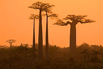 Boababs (Adansonia grandidieri) silhouetted at  dawn, Allee des Baobabs / Avenue of the Baobabs , Morondave, Madagascar.