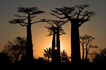 Boababs (Adansonia grandidieri) silhouetted at sunset, Allee des Baobabs / Avenue of the Baobabs , Morondave, Madagascar.