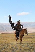 Golden eagle (Aquila chrysaetos) female landing to catch lure held by her owner, an eagle hunter, during the competitions of the Eagle Hunters Festival, near Sagsai, Bayan-Ulgii Aymag, Mongolia. Septe...