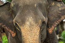Sumatran elephants (Elephas maximus sumatranus) close up portrait. Rehabilitated and domesticated elephant used by rangers to patrol forest and to play with tourists. Tangkahan, Gunung Leuser NP, Suma...