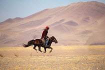 Eagle hunter gallops away on his Mongolian horse, at the Eagle Hunters Festival, near Sagsai, Bayan-Ulgii Aymag, Mongolia. September 2014..