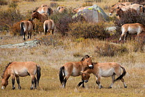 Two wild Przewalski / Takhi Horse (Equus ferus przewalskii) bachelor stallions play fight among herd of Przewalski / Takhi Horse horses, Hustai National Park, Tuv Province, Mongolia. Endangered specie...