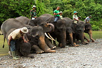 Rangers training Sumatran elephants (Elephas maximus sumatranus) including calf to kneel down. Rehabilitated and domesticated elephants used by rangers to patrol forest and to play with tourists. Tang...