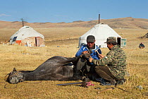 Two horse breeders shoeing Mongolian horse, at the foot of Dungurukh Uul mountain, near the border with China and Kazakhstan, Bayan-Olgiy aymag, Mongolia. September 2014..