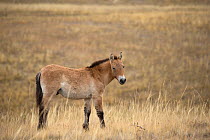 Wild Przewalski / Takhi Horse (Equus ferus przewalskii) colt standing alert, Hustai National Park, Tuv Province, Mongolia. Endangered species. September.