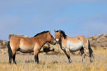 Two wild Przewalski / Takhi Horse (Equus ferus przewalskii) breeding stallions greeting one another, Hustai National Park, Tuv Province, Mongolia. Endangered species. September.