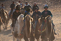 Eagle hunters mounted on domestic Bactrian camel (Camelus bactrianus) prepare to race, at the Eagle Hunters Festival, near Sagsai, Bayan-Ulgii Aymag, Mongolia. September 2014..
