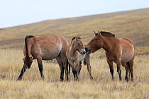 Wild Przewalski / Takhi Horse (Equus ferus przewalskii) breeding stallion licks his colt, while his mare scratches her leg, Hustai National Park, Tuv Province, Mongolia. Endangered species. September.