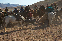 Two eagle hunters mounted on Mongolian horses in tug of war game over dead goat during the Buzkashi games, at the Eagle Hunters Festival, near Sagsai, Bayan-Ulgii Aymag, Mongolia. September 2014..