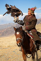 Eagle hunter mounted on Mongolian horse with female Golden eagle (Aquila chrysaetos) near Sagsai, Bayan-Ulgii Aymag, Mongolia. September 2014..
