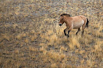 Wild Przewalski / Takhi Horse (Equus ferus przewalskii) mare cantering, Hustai National Park, Tuv Province, Mongolia. Endangered species. September.
