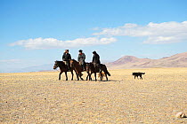 Three eagle hunters mounted on Mongolian horse arriving with their dogs at the Eagle Hunters Festival, near Sagsai, Bayan-Ulgii Aymag, Mongolia. September 2014..