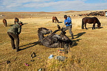 Two horse breeders tying Mongolian horse to shoe him, at the foot of Dungurukh Uul mountain, near the border with China and Kazakhstan, Bayan-Olgiy aymag, Mongolia. September.