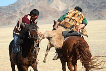 Two eagle hunters mounted on Mongolian horses in tug of war game over dead goat during the Buzkashi games, at the Eagle Hunters Festival, near Sagsai, Bayan-Ulgii Aymag, Mongolia. September 2014..