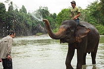 Sumatran elephant (Elephas maximus sumatranus) spraying tourist with water. Rehabilitated and domesticated elephant used by rangers to patrol forest and to play with tourists. Tangkahan, Gunung Leuser...