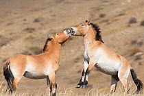 Two wild Przewalski / Takhi Horse (Equus ferus przewalskii) bachelor stallions play fighting, Hustai National Park, Tuv Province, Mongolia. Endangered species. September.