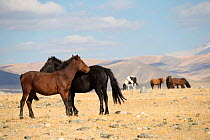 Two wild Mongolian horses grooming one another, plains at the foot of Dungurukh Uul mountain, near the border with China and Kazakhstan, Bayan-Olgiy aymag, Mongolia. September.